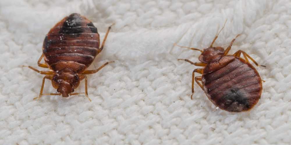 Bed bug control service in coimbatore