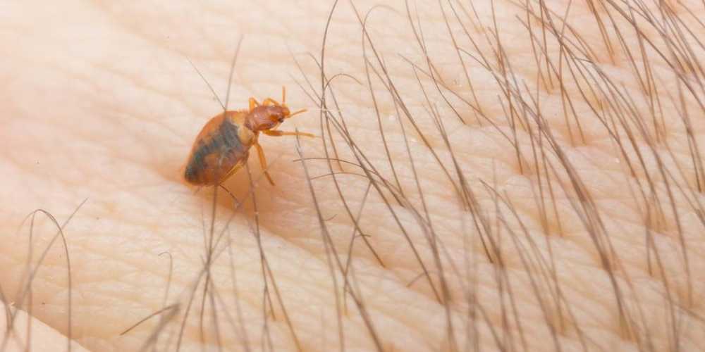 Bed bug control service in coimbatore