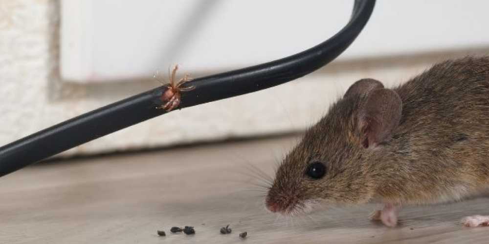 Rodent Control control service in coimbatore